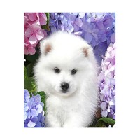 Алмазная мозаика Strateg «Белоснежный шпиц», 40х50 см